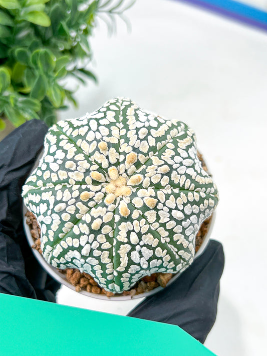 Astrophytum Super Kabuto (#T7A) | Las Vegas Botanical Shop | 3" Pot
