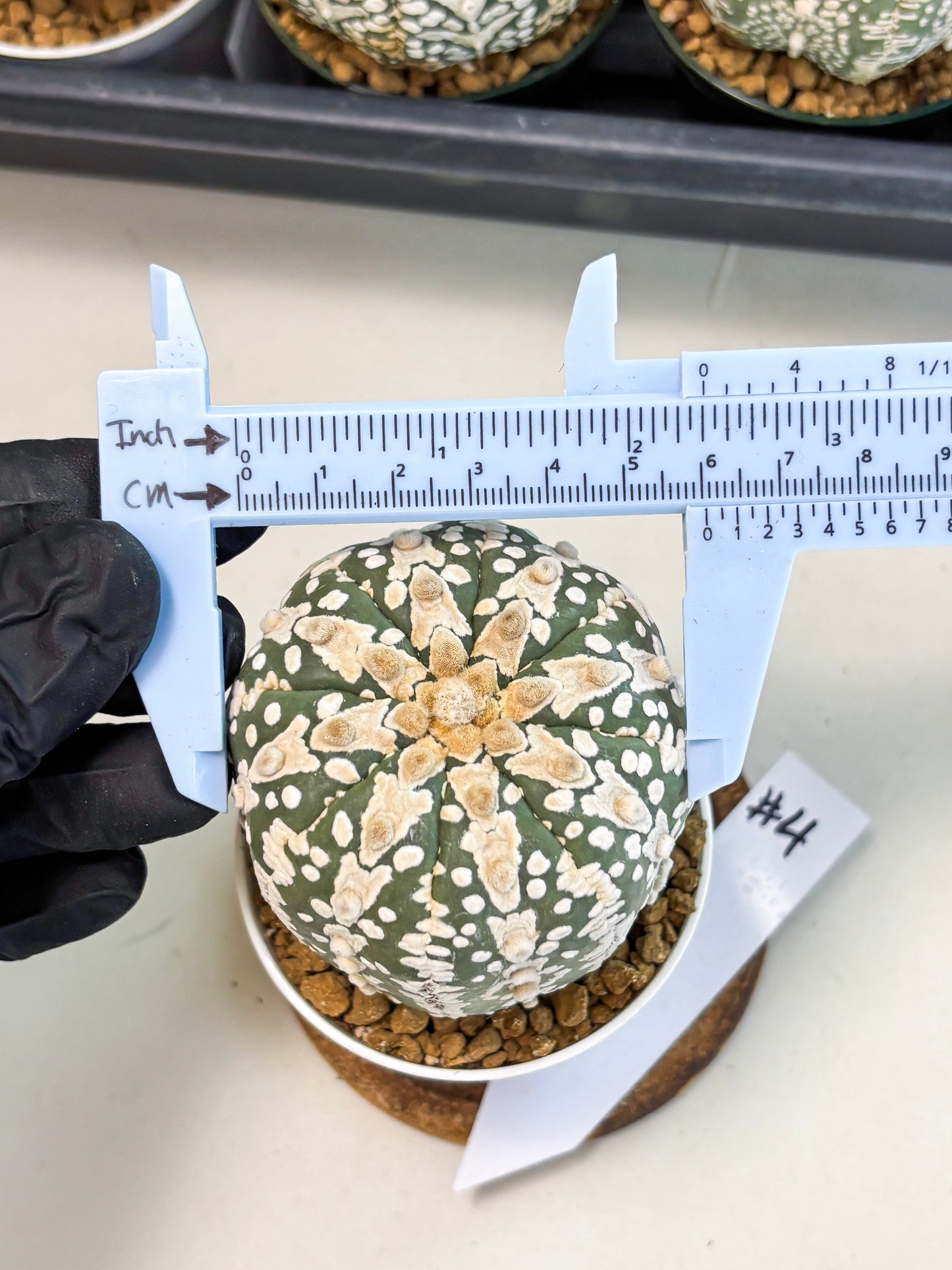 Astrophytum V-Type (at6) (b4) | Rare Star Cactus