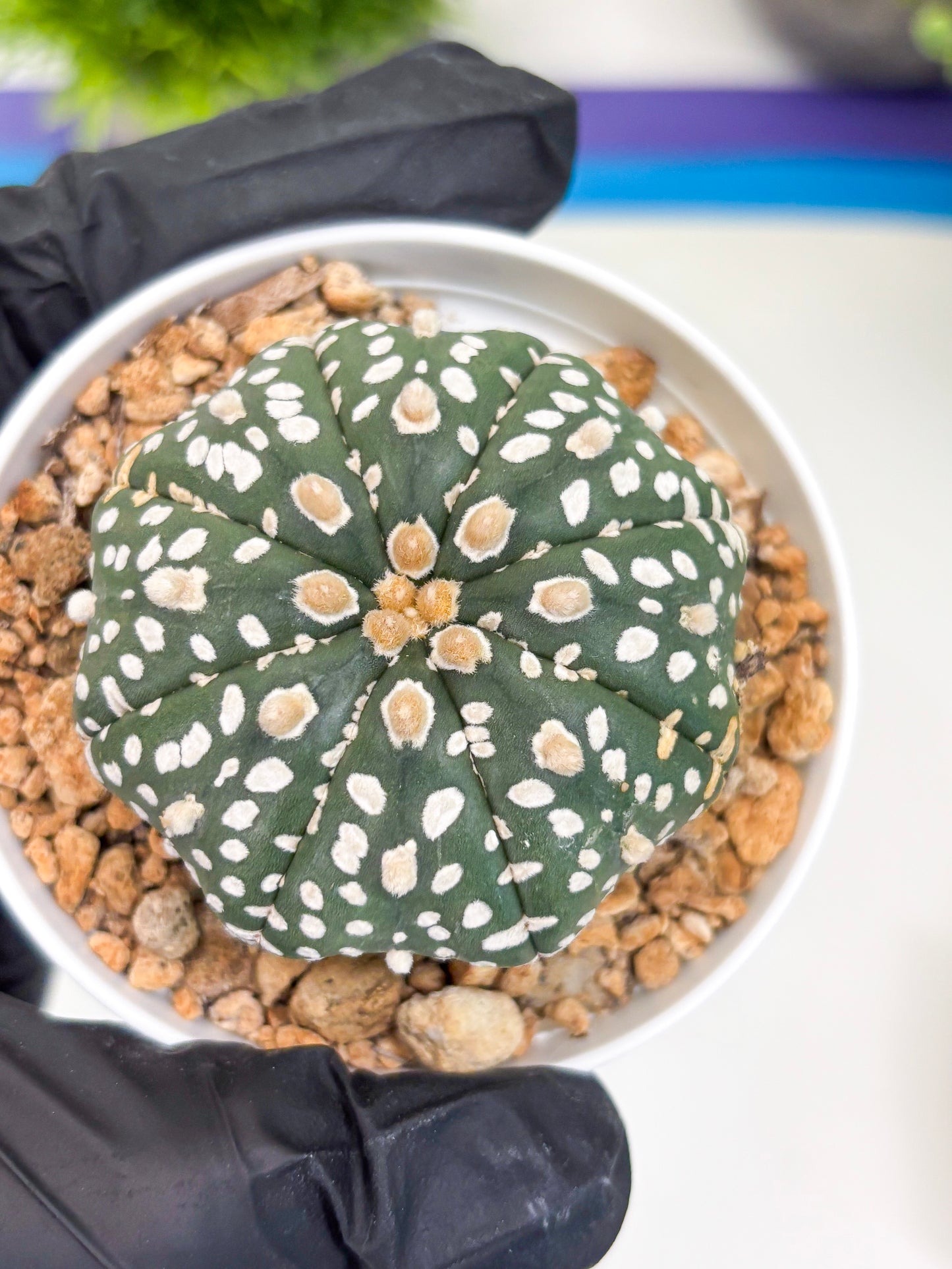 Astrophytum Super Kabuto (t12) (p1) | 3" Pot