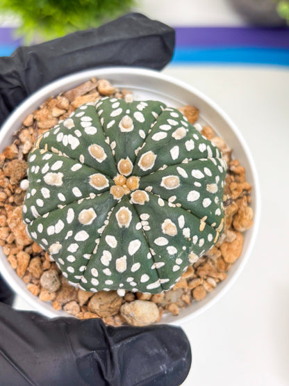 Astrophytum Super Kabuto (t12) (p1) | 3" Pot