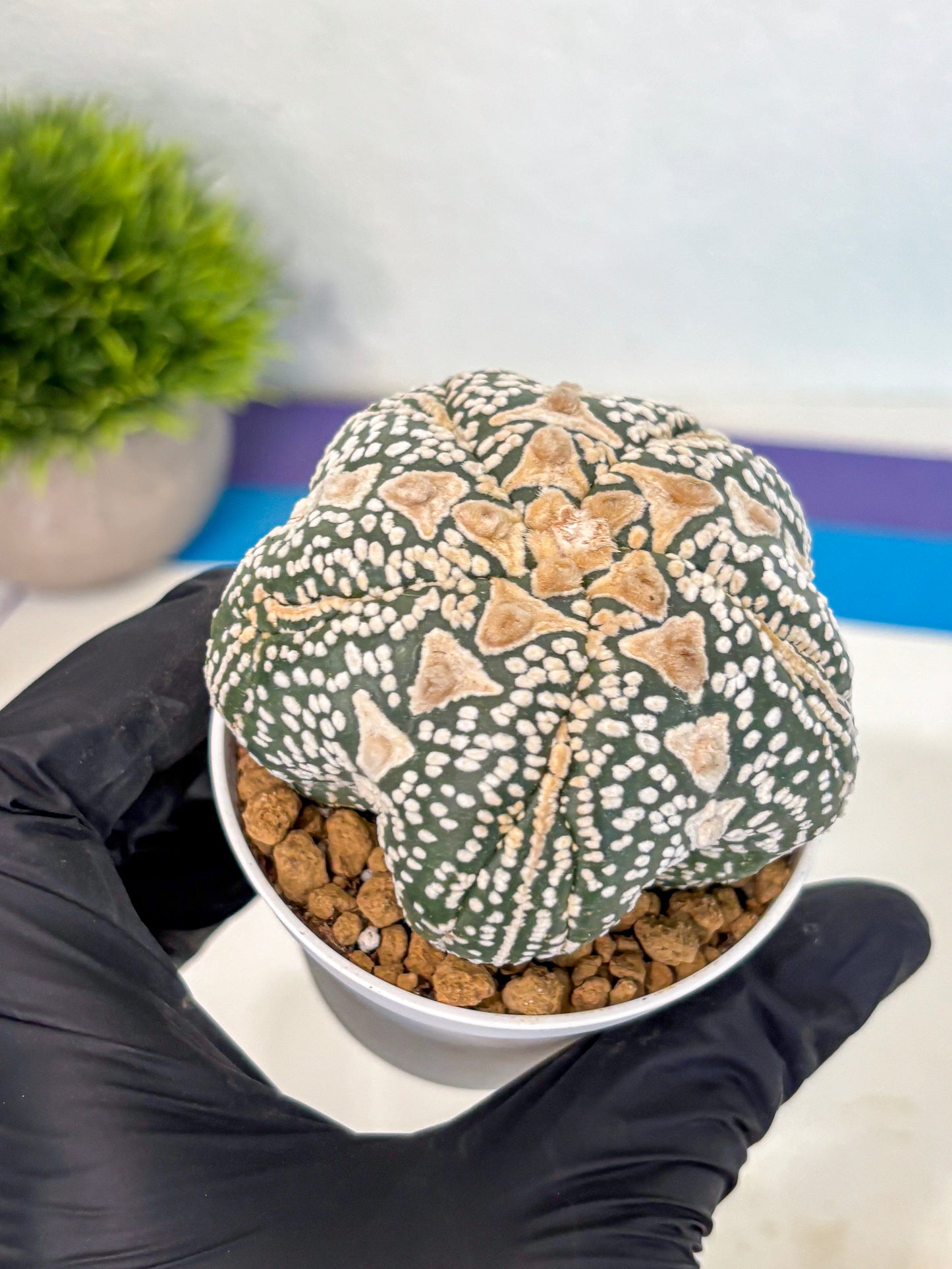 Astrophytum 5-Ribs (at7) (r6) | Living Rocks