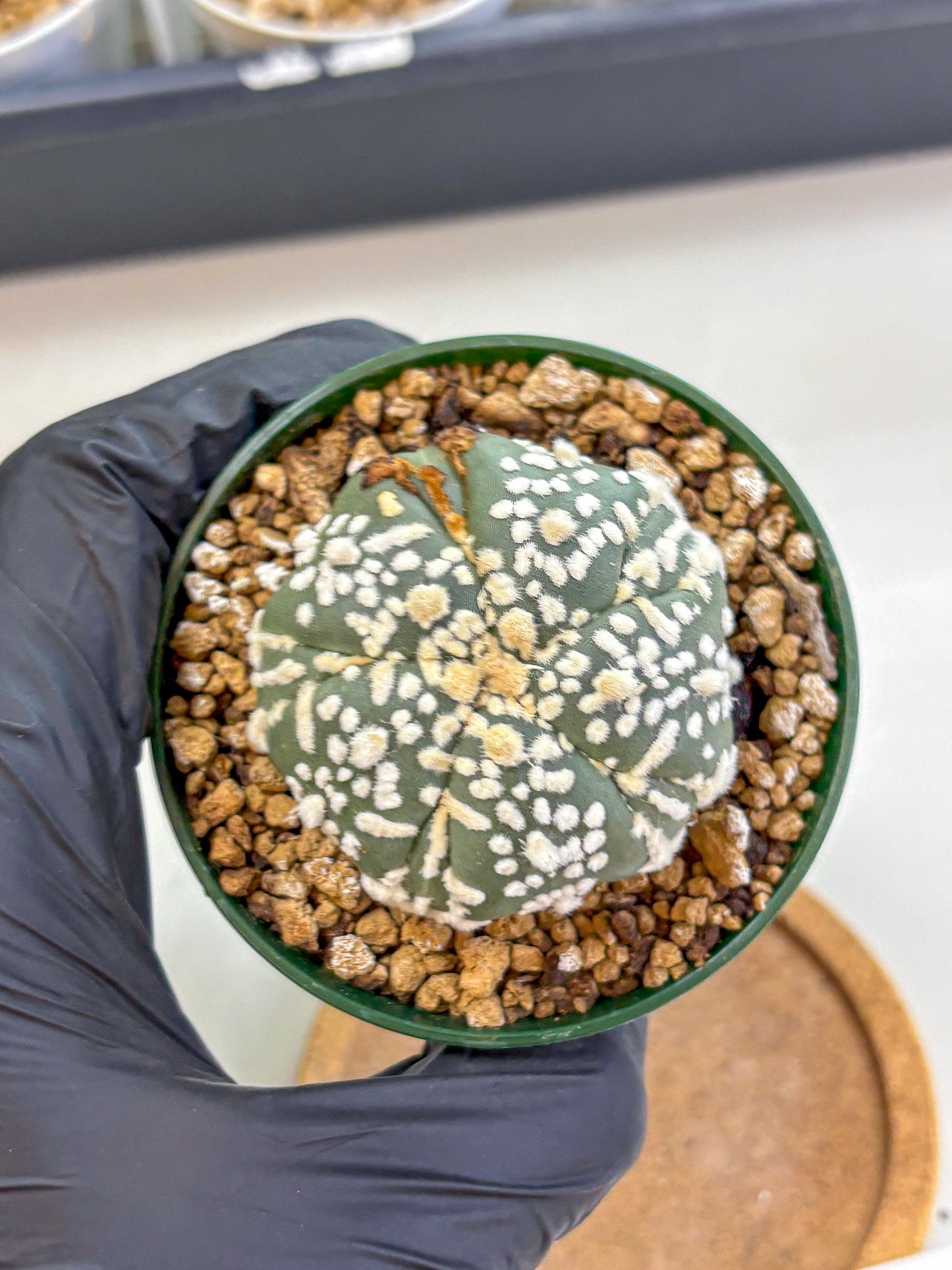 Astrophytum Fukuryu (at8) (01) | Rare Plant | Succulent Cactus
