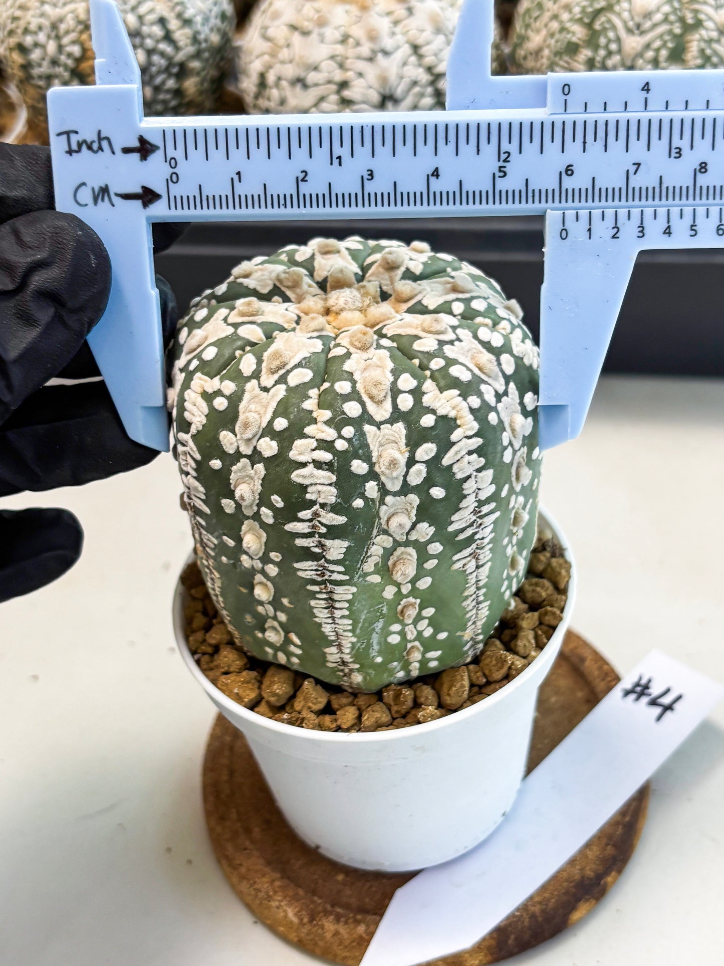Astrophytum V-Type (at6) (b4) | Rare Star Cactus