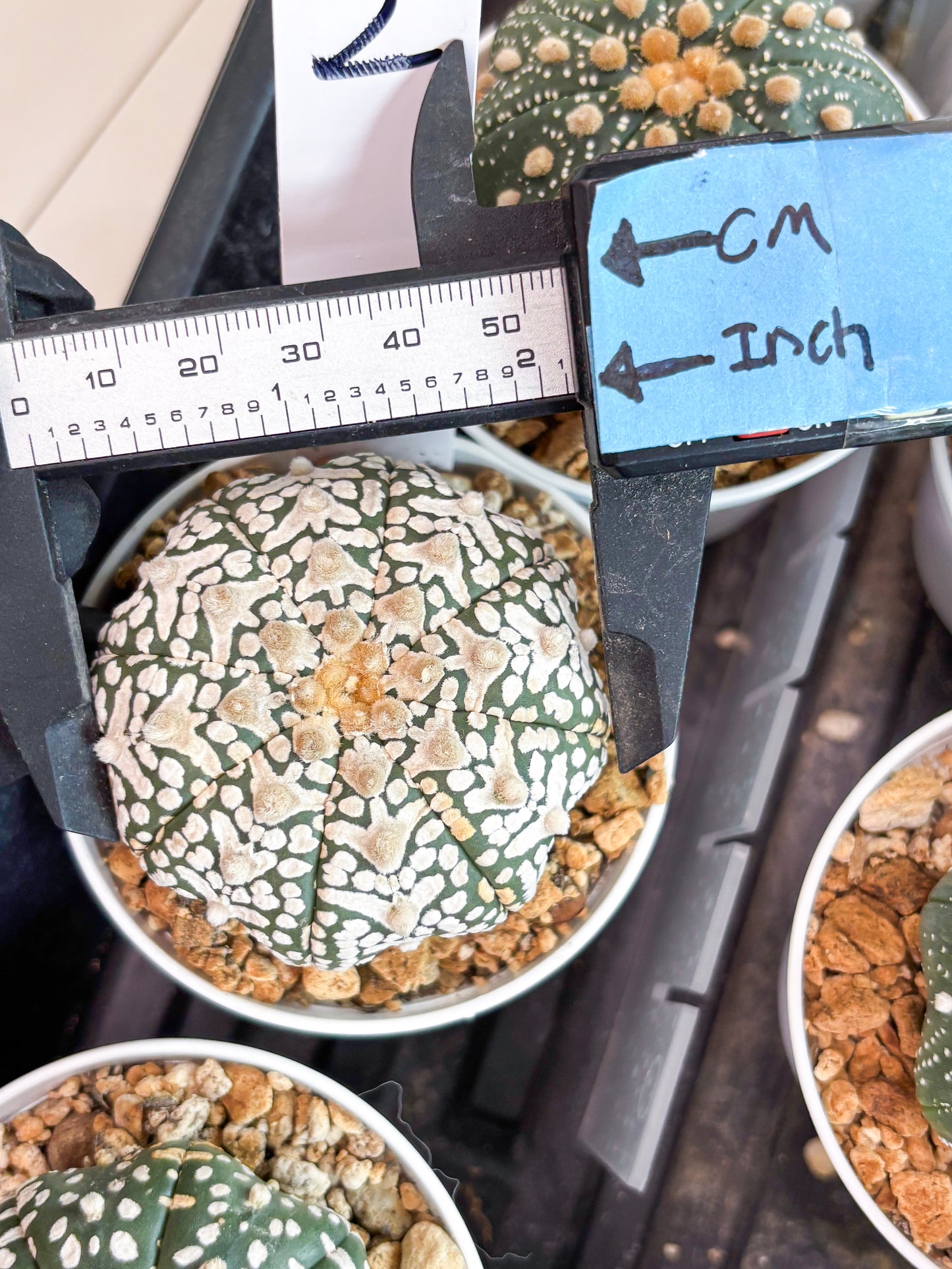 Astrophytum Super Kabuto V-Type (t12) (p2) | 3" Pot