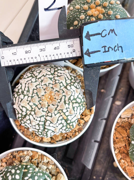 Astrophytum Super Kabuto V-Type (t12) (p2) | 3" Pot