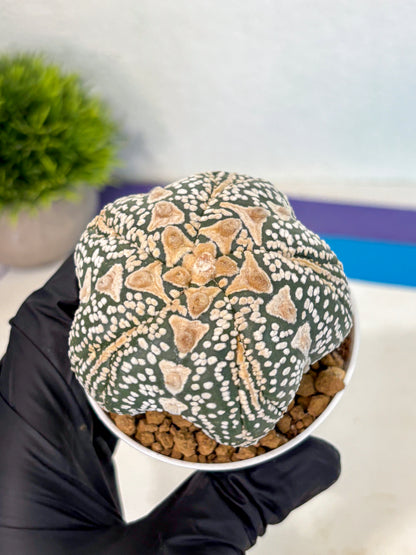 Astrophytum 5-Ribs (at7) (r6) | Living Rocks