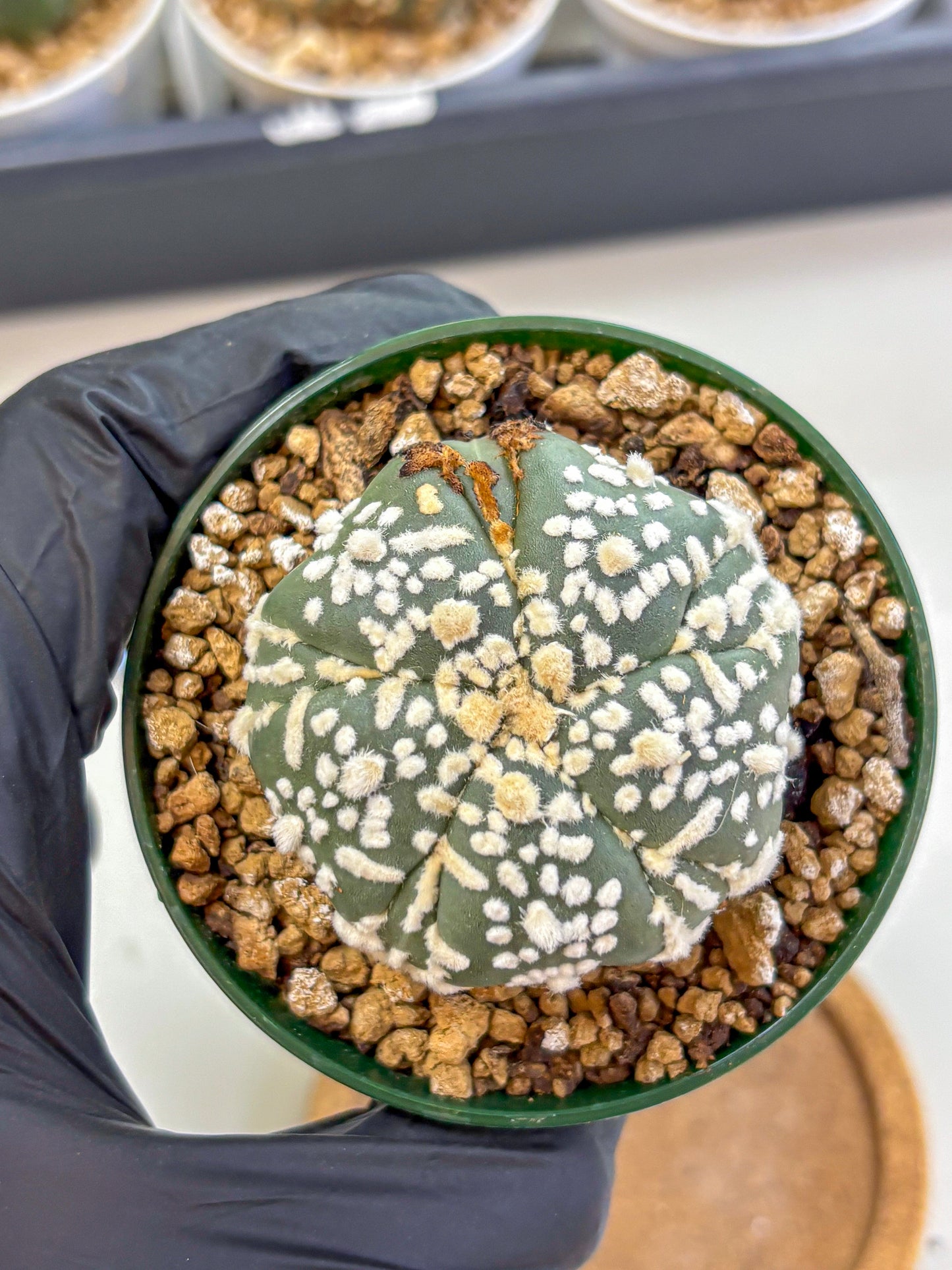 Astrophytum Fukuryu (at8) (01) | Rare Plant | Succulent Cactus