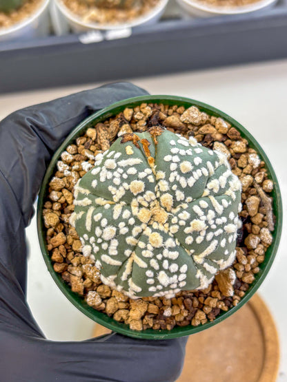 Astrophytum Fukuryu (at8) (01) | Rare Plant | Succulent Cactus