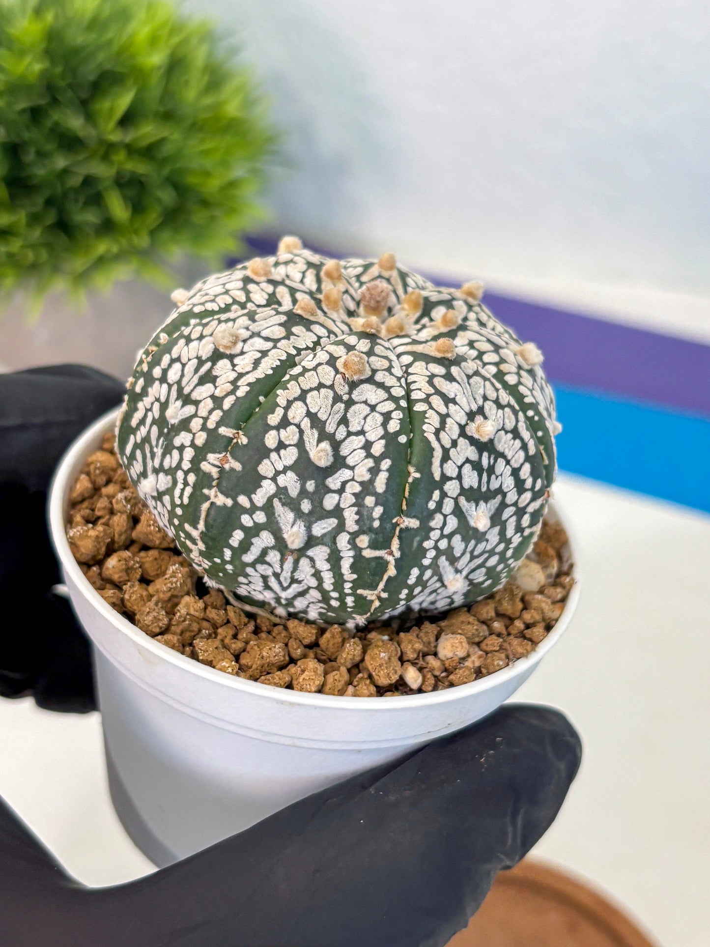 Astrophytum Super Kabuto (at10) (01) | sand dollar cactus
