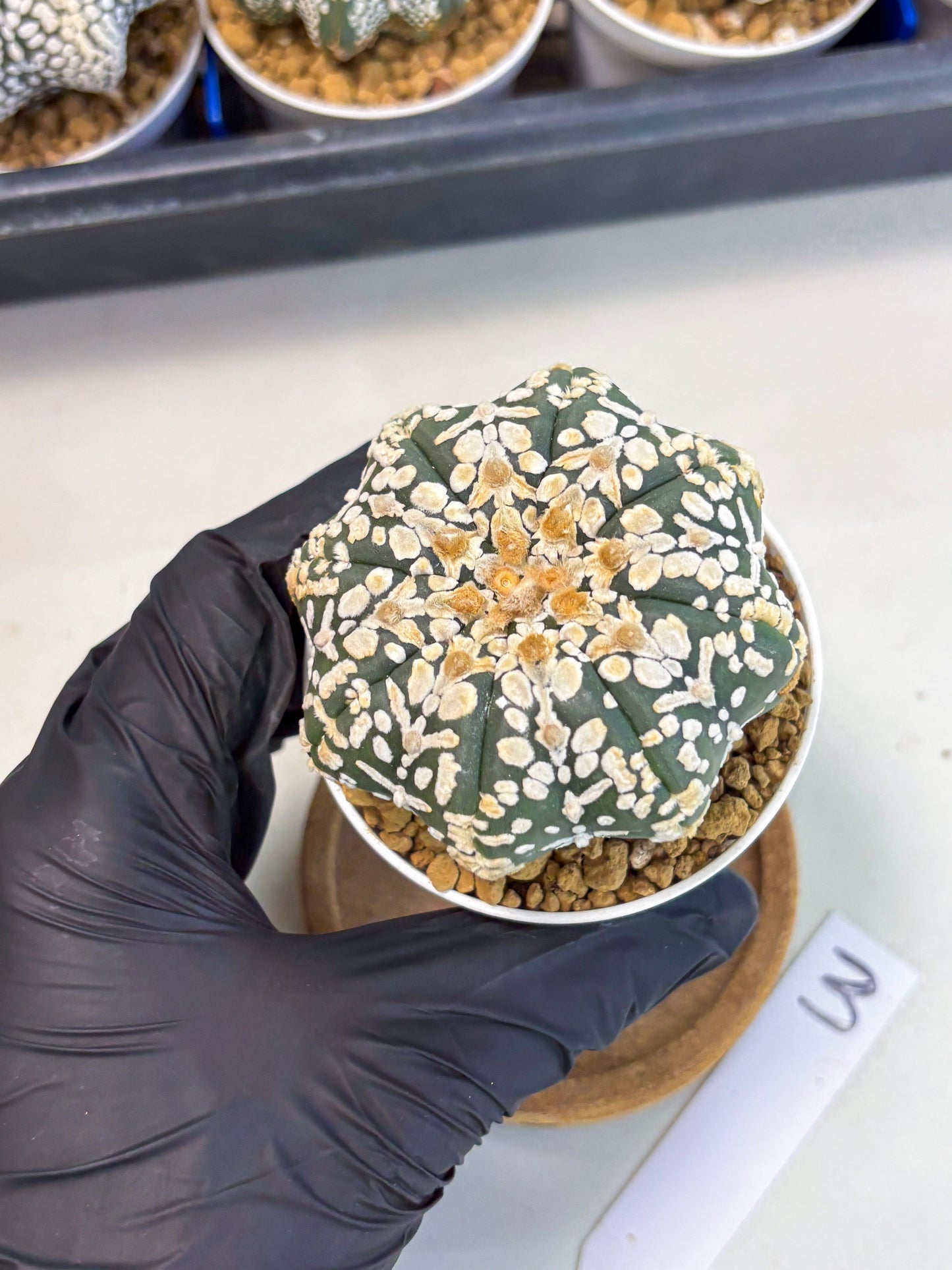 Astrophytum Star Shape (at3) (g3) | Very Rare Cactus