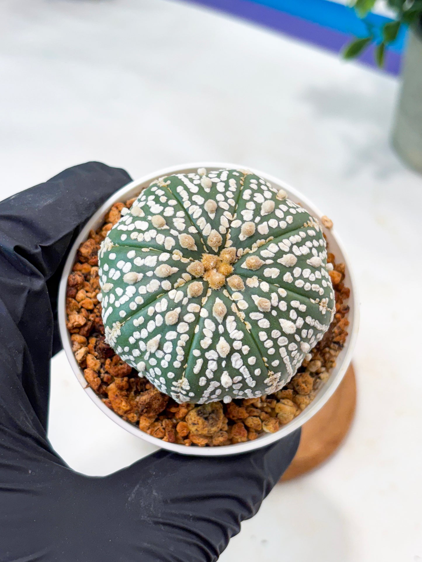 Astrophytum Superkabuto (T9) (r7) | Las Vegas Plant Shop