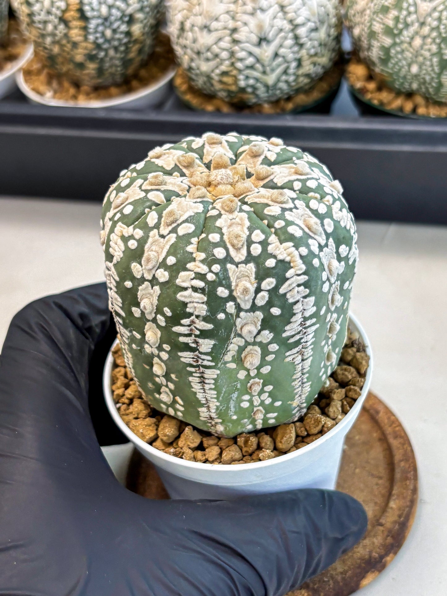 Astrophytum V-Type (at6) (b4) | Rare Star Cactus