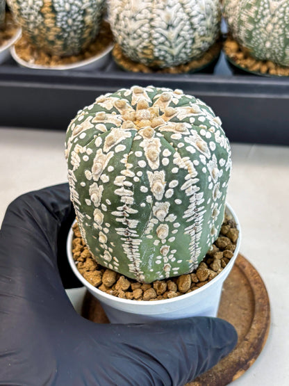 Astrophytum V-Type (at6) (b4) | Rare Star Cactus