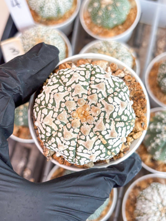 Astrophytum Super Kabuto V-Type (t12) (p2) | 3" Pot