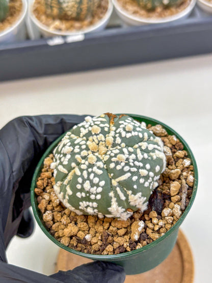 Astrophytum Fukuryu (at8) (01) | Rare Plant | Succulent Cactus