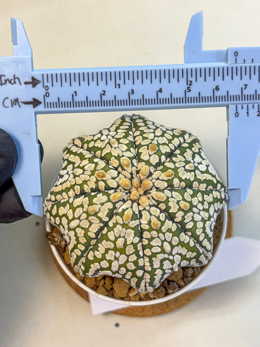 Astrophytum Super Kabuto (at10) (02) | sand dollar cactus