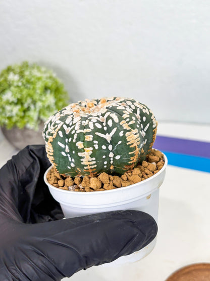 Astrophytum Star Shape (at3) (g3) | Very Rare Cactus