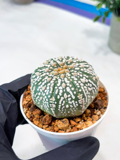 Astrophytum Superkabuto (T9) (r7) | Las Vegas Plant Shop