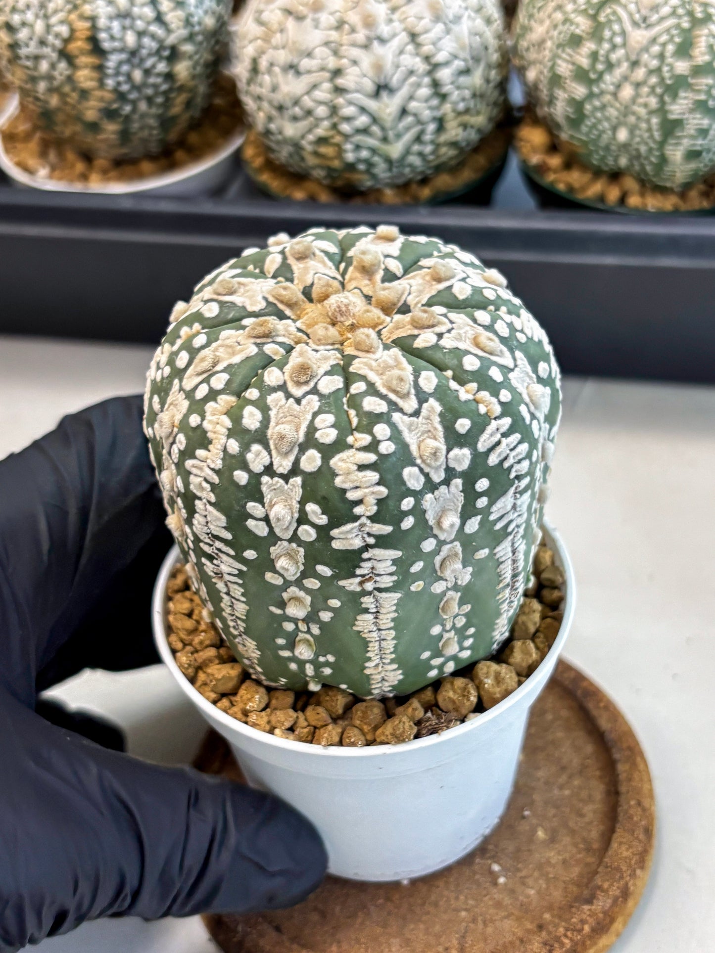 Astrophytum V-Type (at6) (b4) | Rare Star Cactus