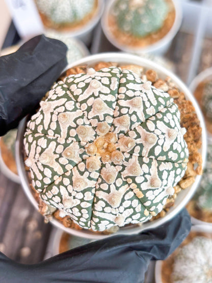 Astrophytum Super Kabuto V-Type (t12) (p2) | 3" Pot