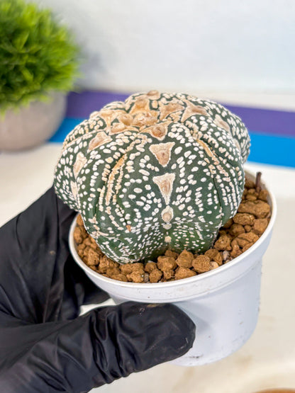Astrophytum 5-Ribs (at7) (r6) | Living Rocks