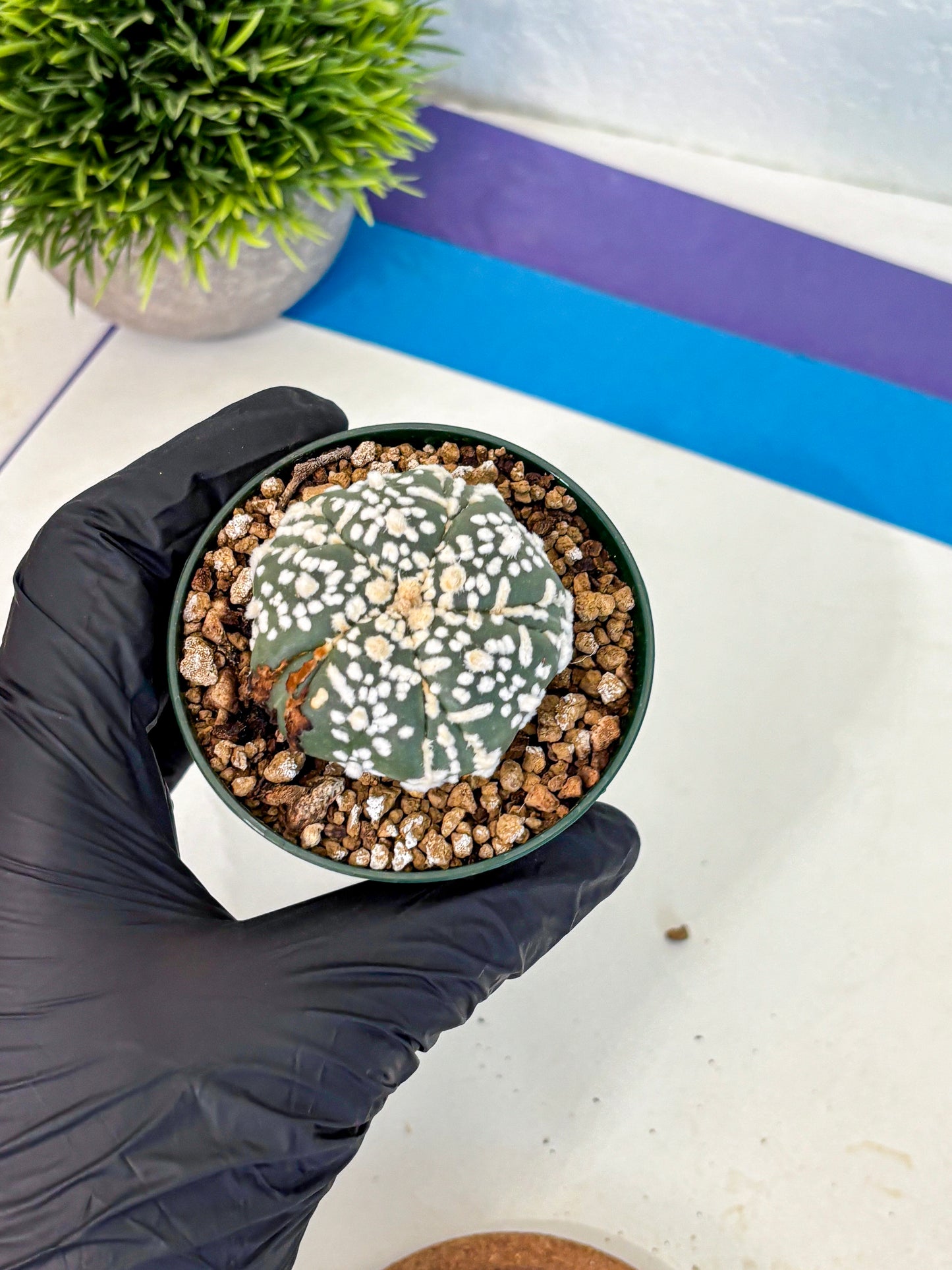 Astrophytum Fukuryu (at8) (01) | Rare Plant | Succulent Cactus