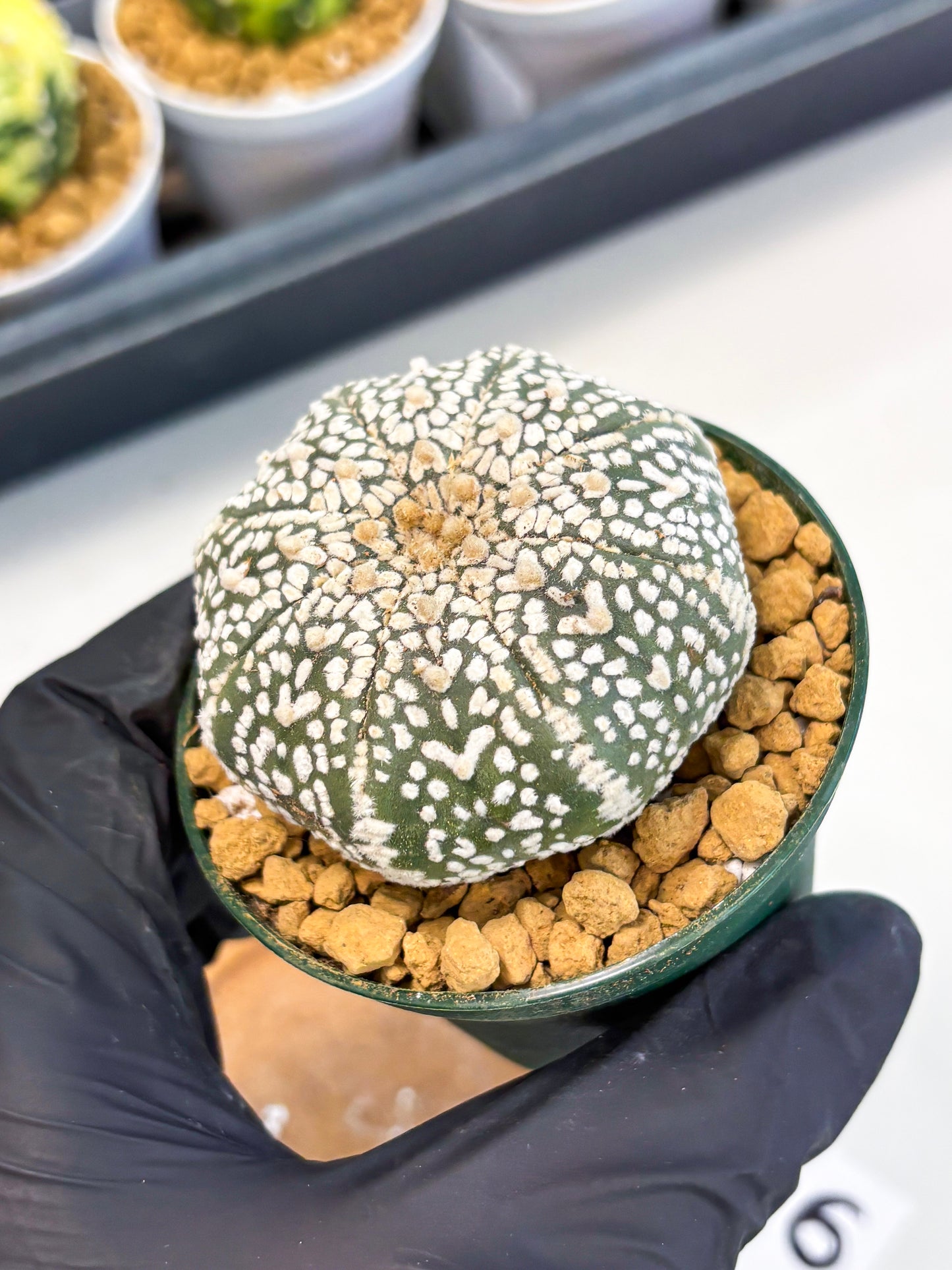 Astrophytum V-Type (at1) (p6) | Imported Cactus