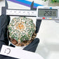 Astrophytum V-Type (#T4A) | Las Vegas Plant Shop | 3" Pot