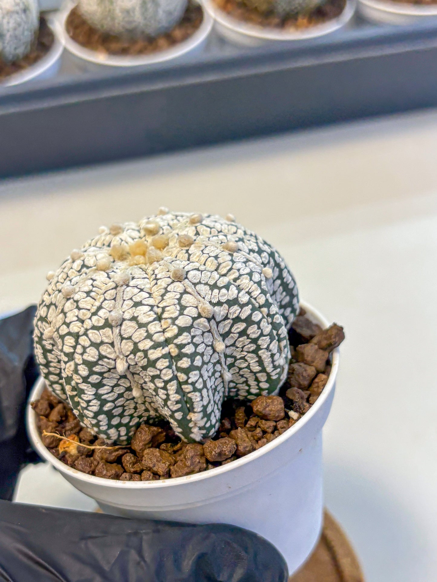 Astrophytum V Type (at5) (04) |  Sea urchin cactus