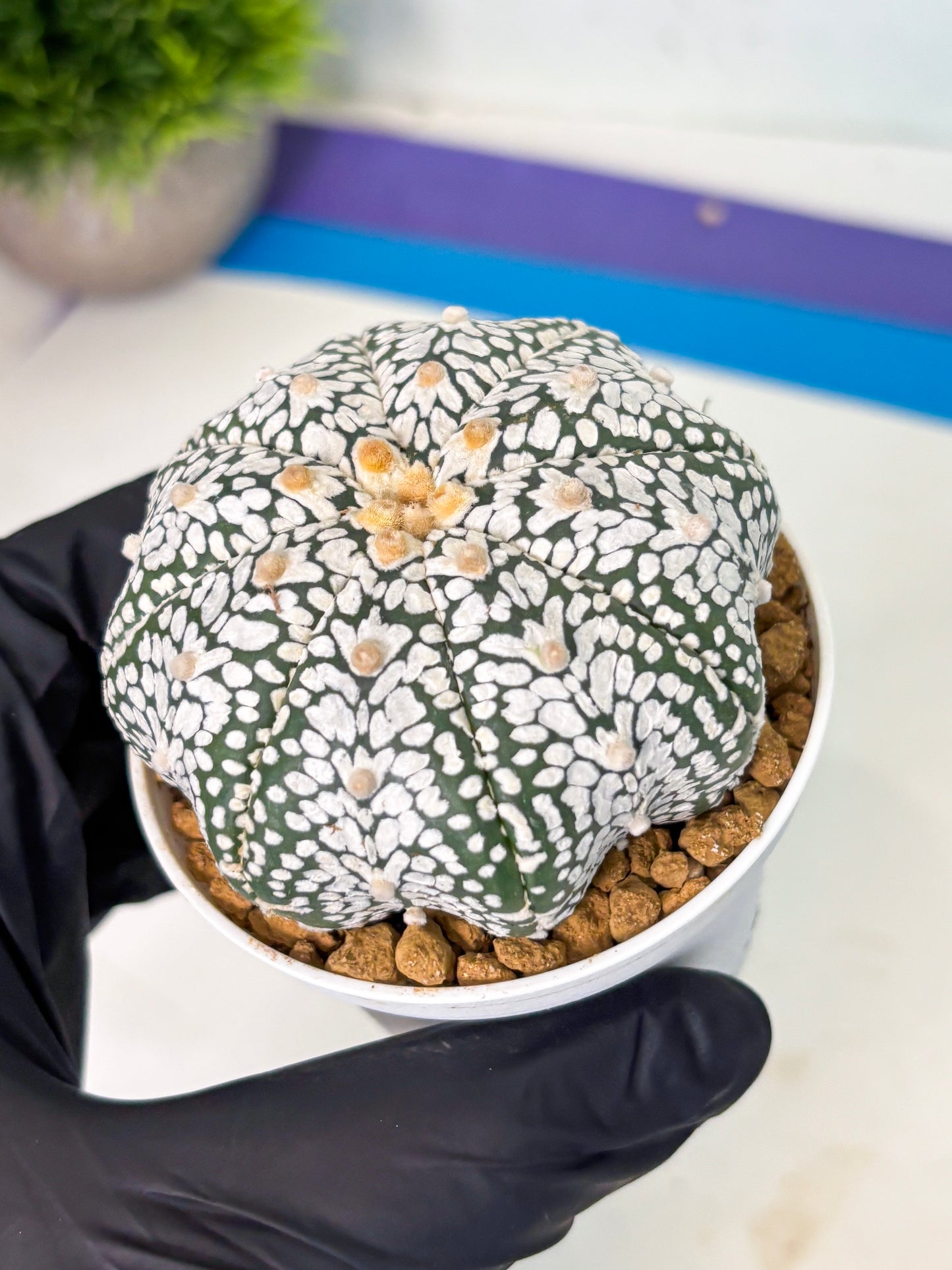 Astrophytum V-Type (at5) (p3) | Rare imported Plant