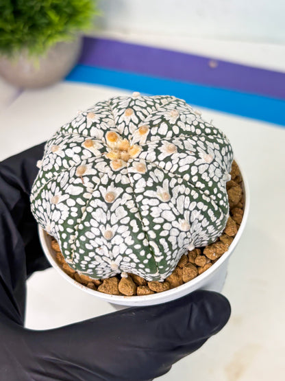 Astrophytum V-Type (at5) (p3) | Rare imported Plant