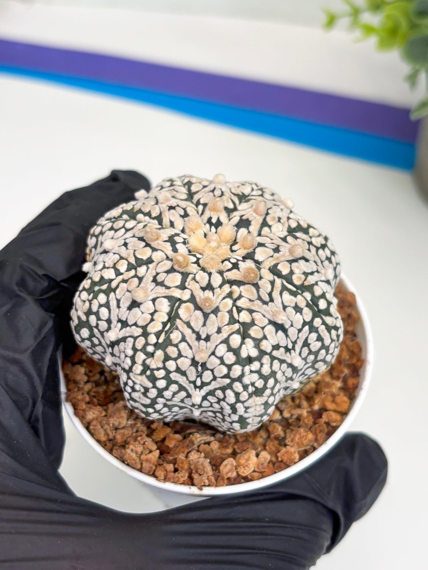 Astrophytum Super Kabuto V Type (T4) (b6) | Las Vegas Seller