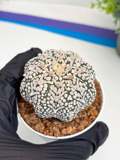 Astrophytum Super Kabuto V Type (T4) (b6) | Las Vegas Seller