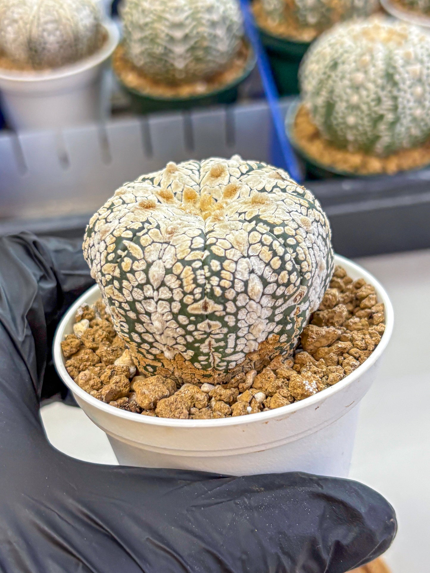 Astrophytum V Type (at2) (04) | Live Plant | Rare Collection
