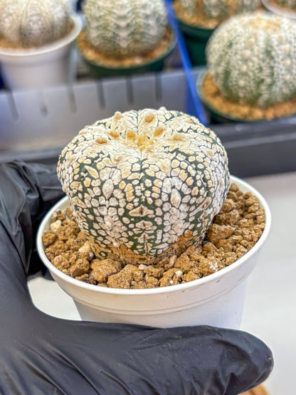 Astrophytum V Type (at2) (04) | Live Plant | Rare Collection