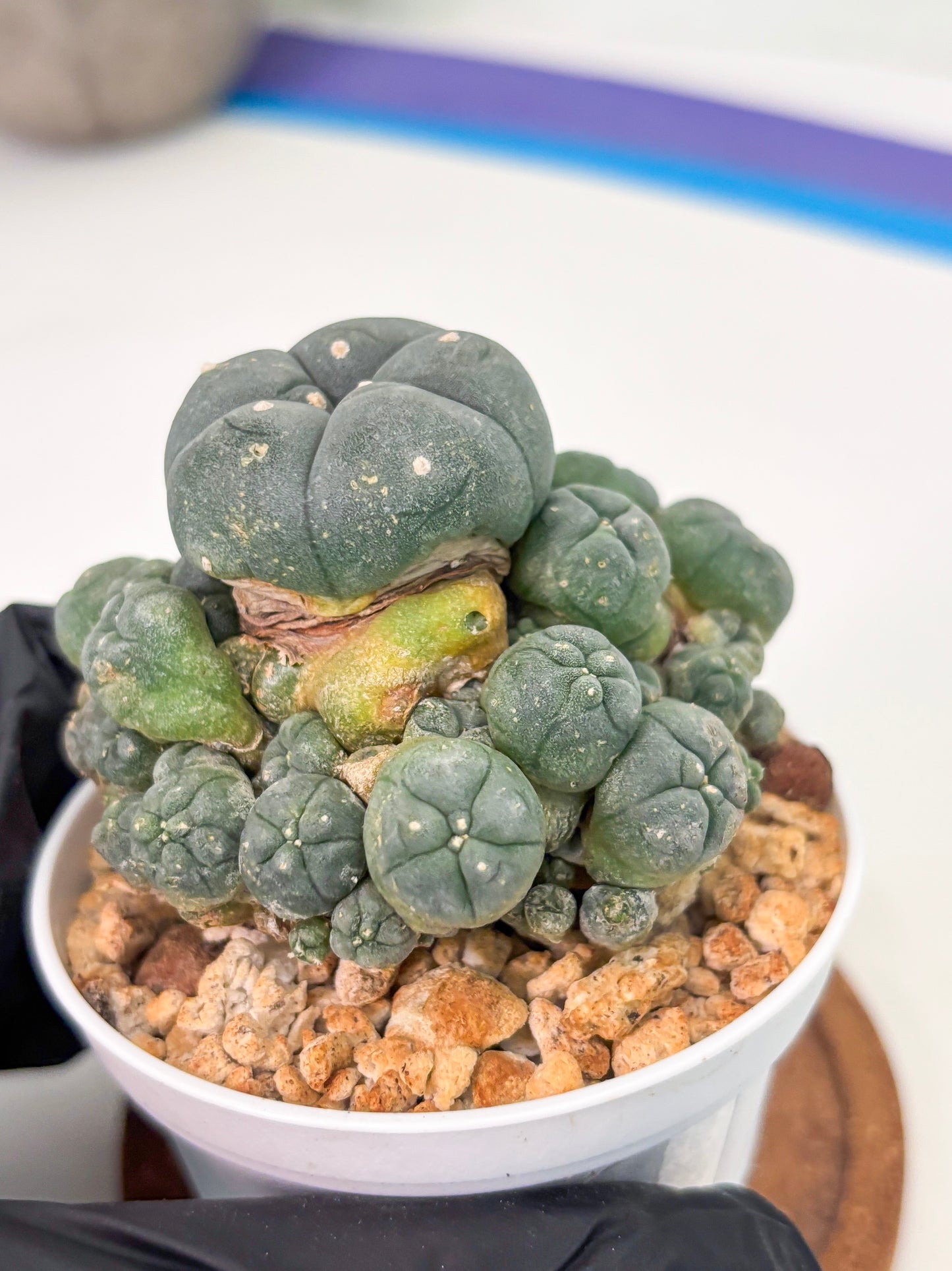 Spineless Cactus (Lo1) (g2) | For Advanced Growers