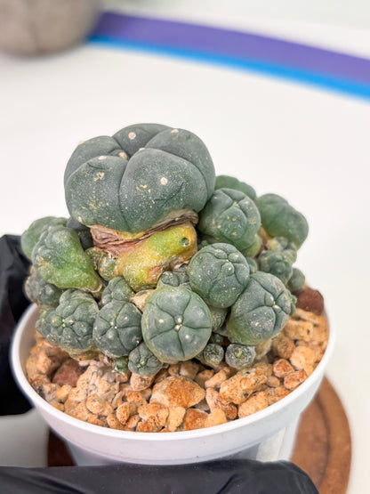 Spineless Cactus (Lo1) (g2) | For Advanced Growers