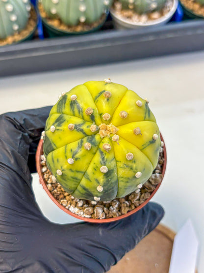 Astrophytum Variegated (at9) (04) | Rare Plant | Live Cactus