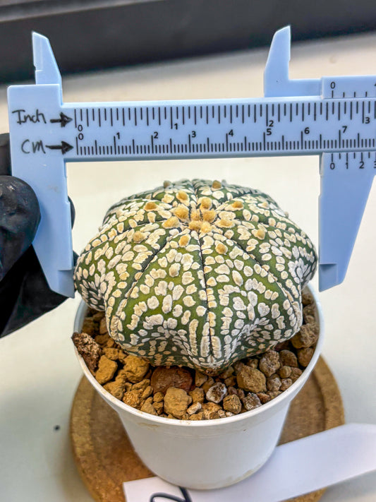 Astrophytum Super Kabuto (at10) (02) | sand dollar cactus