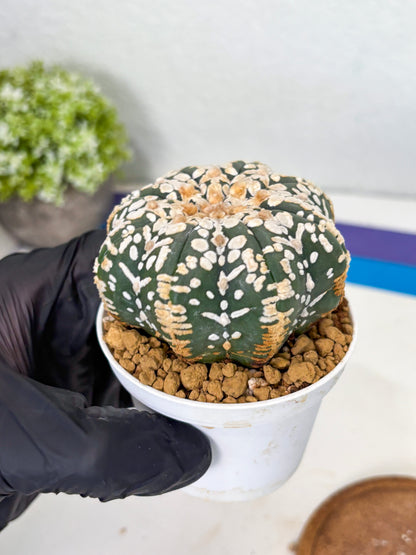 Astrophytum Star Shape (at3) (g3) | Very Rare Cactus