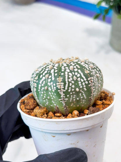 Astrophytum Superkabuto (T9) (r7) | Las Vegas Plant Shop