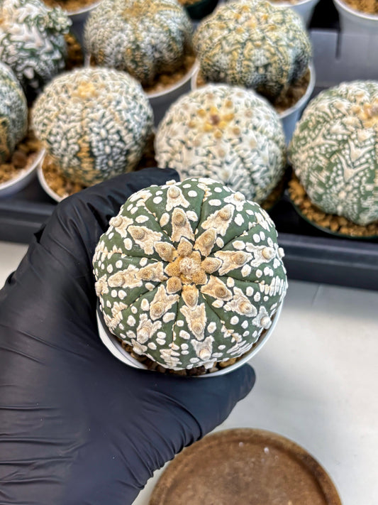 Astrophytum V-Type (at6) (b4) | Rare Star Cactus