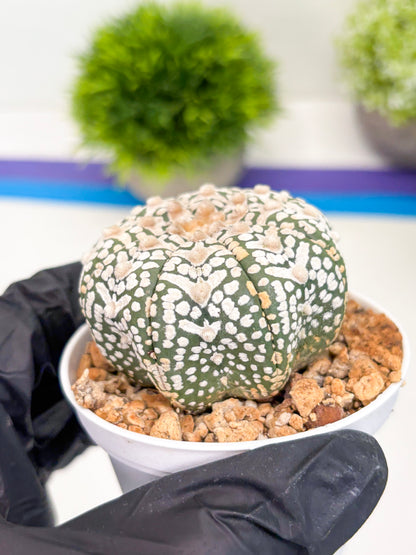 Astrophytum Super Kabuto V-Type (t12) (p2) | 3" Pot