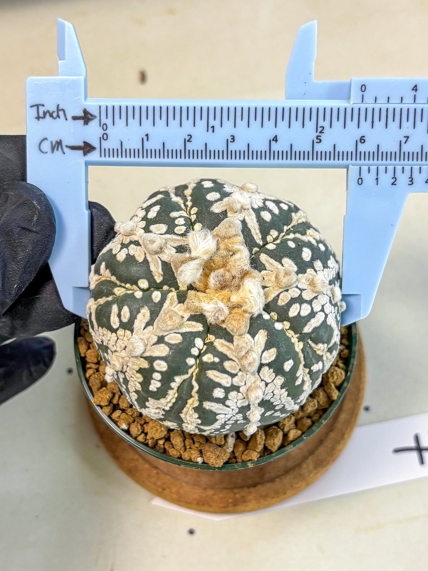 Astrophytum 5-Ribs (at7) (r7) | Living Rocks