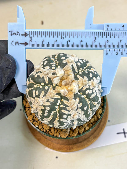 Astrophytum 5-Ribs (at7) (r7) | Living Rocks