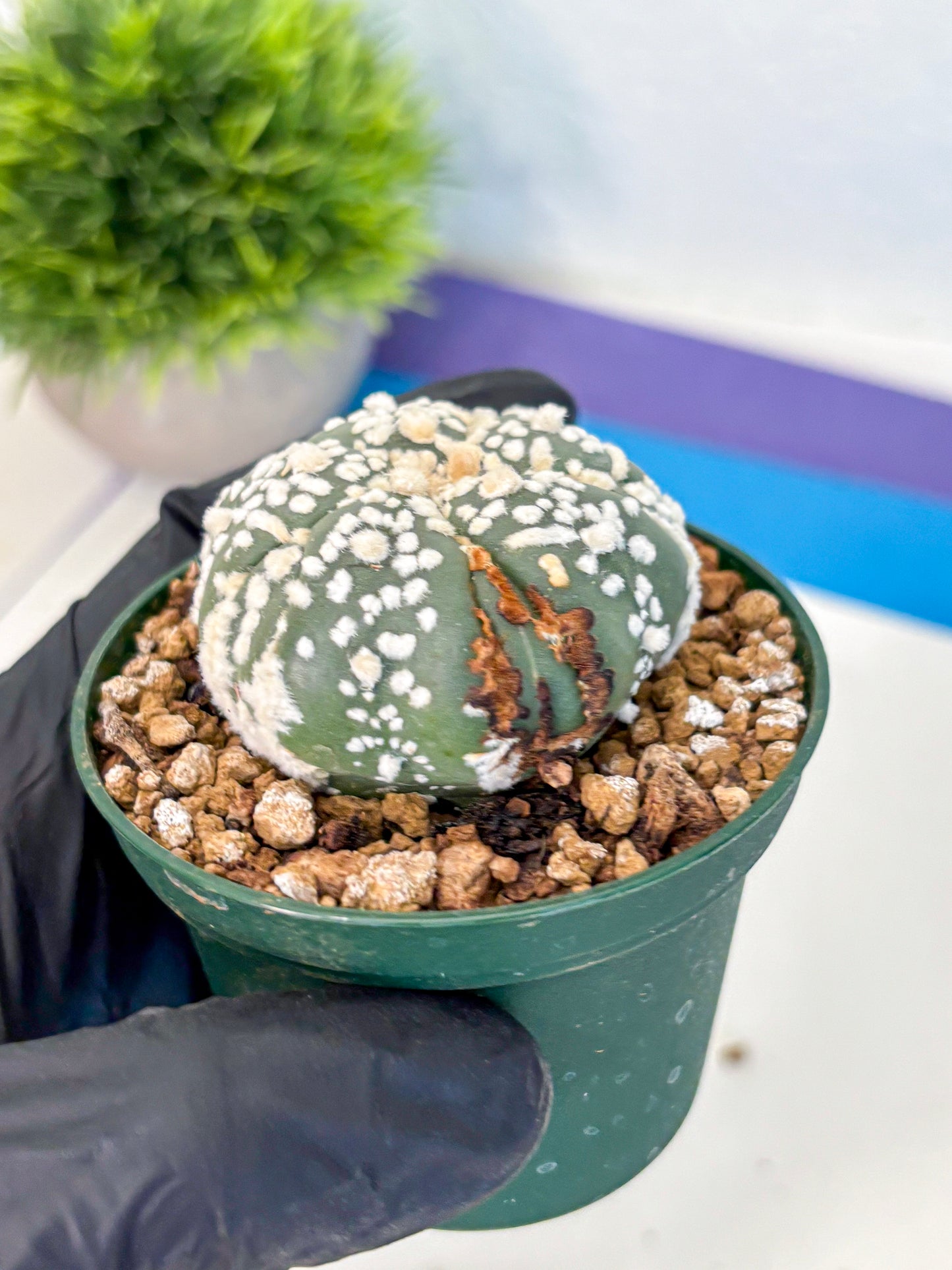 Astrophytum Fukuryu (at8) (01) | Rare Plant | Succulent Cactus