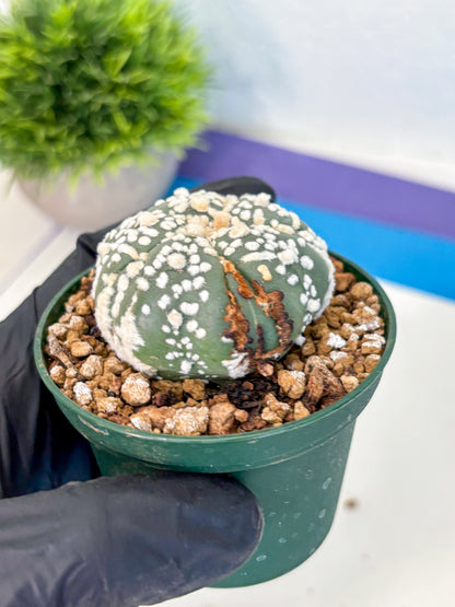 Astrophytum Fukuryu (at8) (01) | Rare Plant | Succulent Cactus