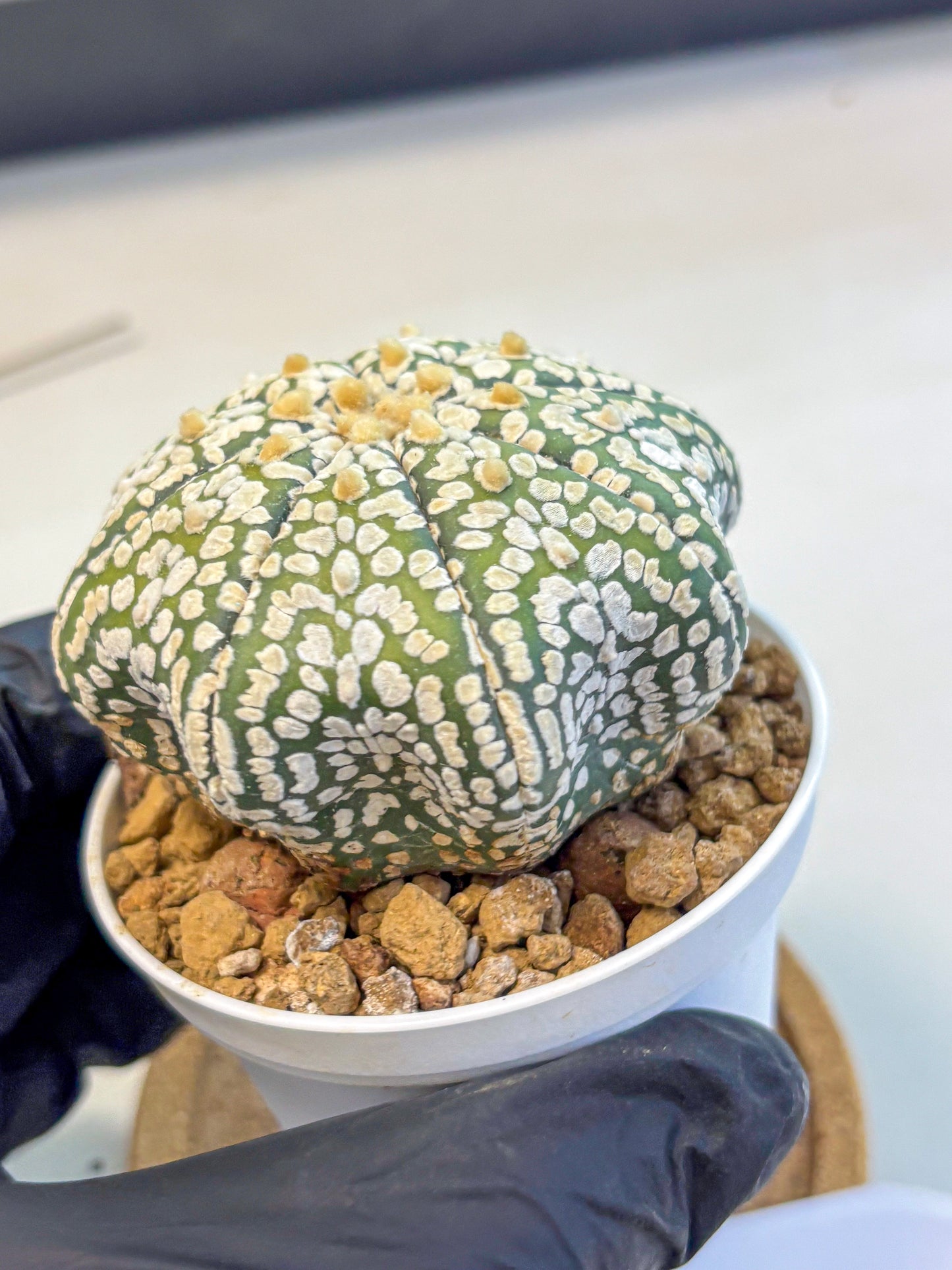 Astrophytum Super Kabuto (at10) (02) | sand dollar cactus