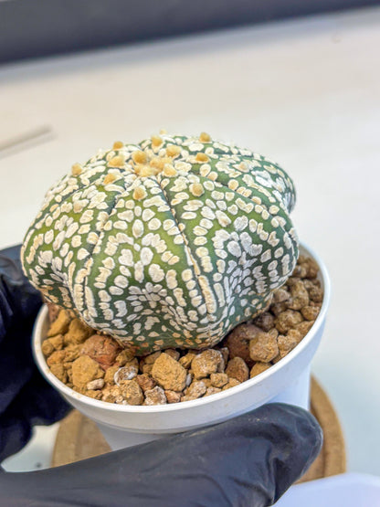 Astrophytum Super Kabuto (at10) (02) | sand dollar cactus