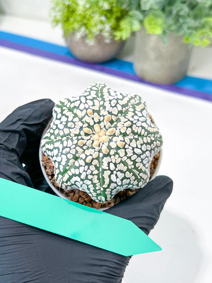 Astrophytum Super Kabuto (#T7A) | Las Vegas Botanical Shop | 3" Pot